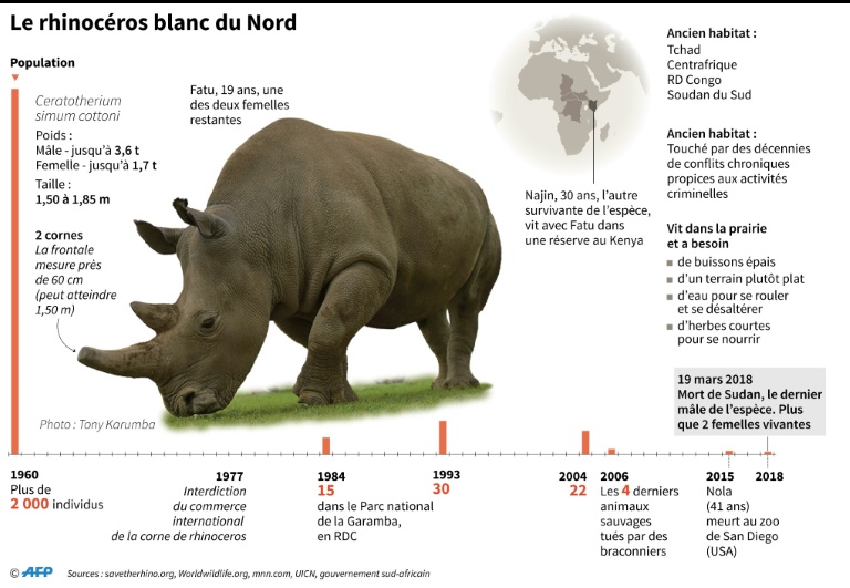 Empêcher l extinction du rhinocéros blanc du Nord grâce à des embryons